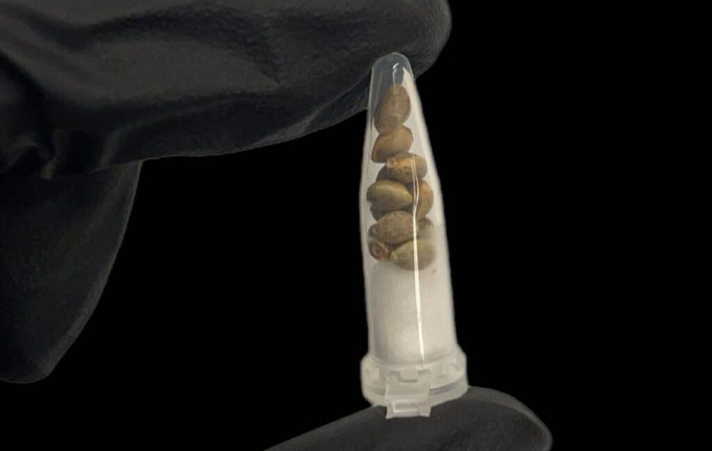 how to germinate weed seeds