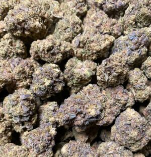 sharklato strain sharklato strain